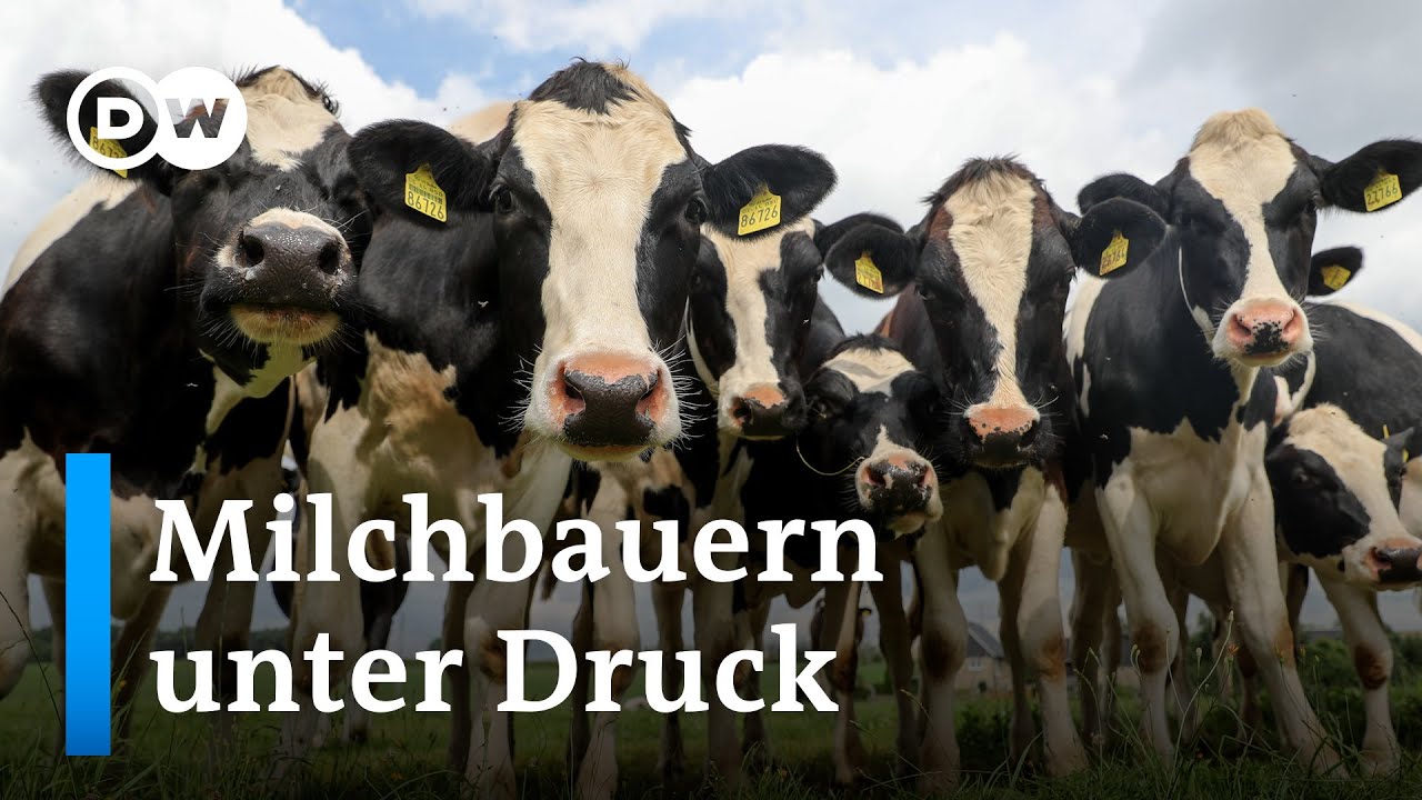 Deutsche Milchbauern: Streichungen und neue Auflagen sind unser „Sargnagel“ | DW Nachrichten