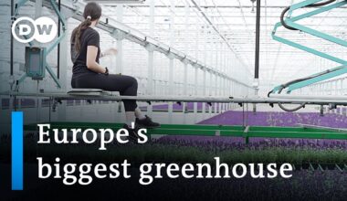 The cutting edge technology of Europe's biggest greenhouse | DW News