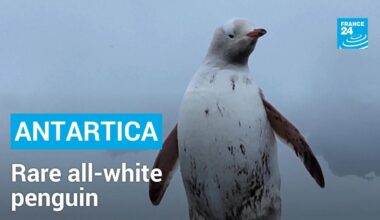 Rare all-white penguin spotted in Antarctica • FRANCE 24 English