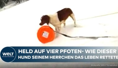 USA: Wie dieser Hund in Michigan ein Menschenleben rettete! Tierischer Lebensretter in Aktion