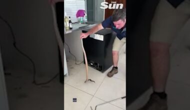 Venomous snake goes CRAZY when pulled out from behind oven