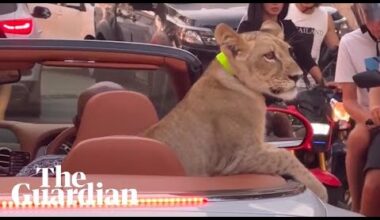 Video shows lion cub riding around Thai resort town in Bentley