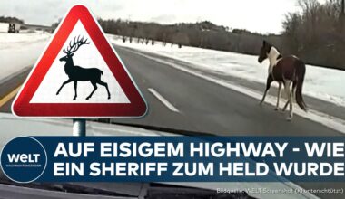 USA: Heldentat auf eisiger Straße! Mutiger Sheriff bewahrt Pferd vor großem Unglück