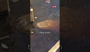 Alligators poke noses above frozen swamp in North Carolina #shorts #animals #viral #weather #usa