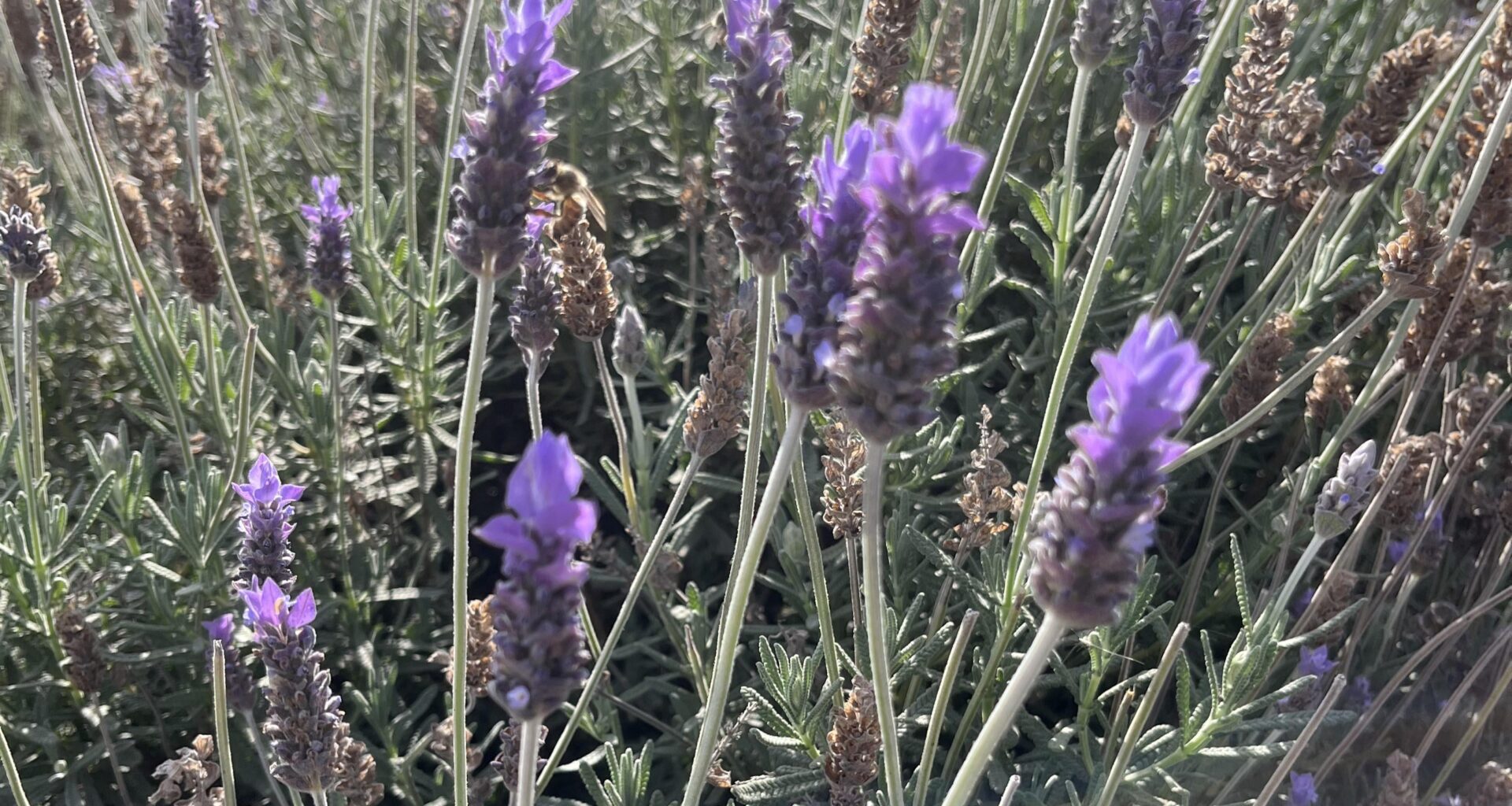 Lavendel essbar/reif?