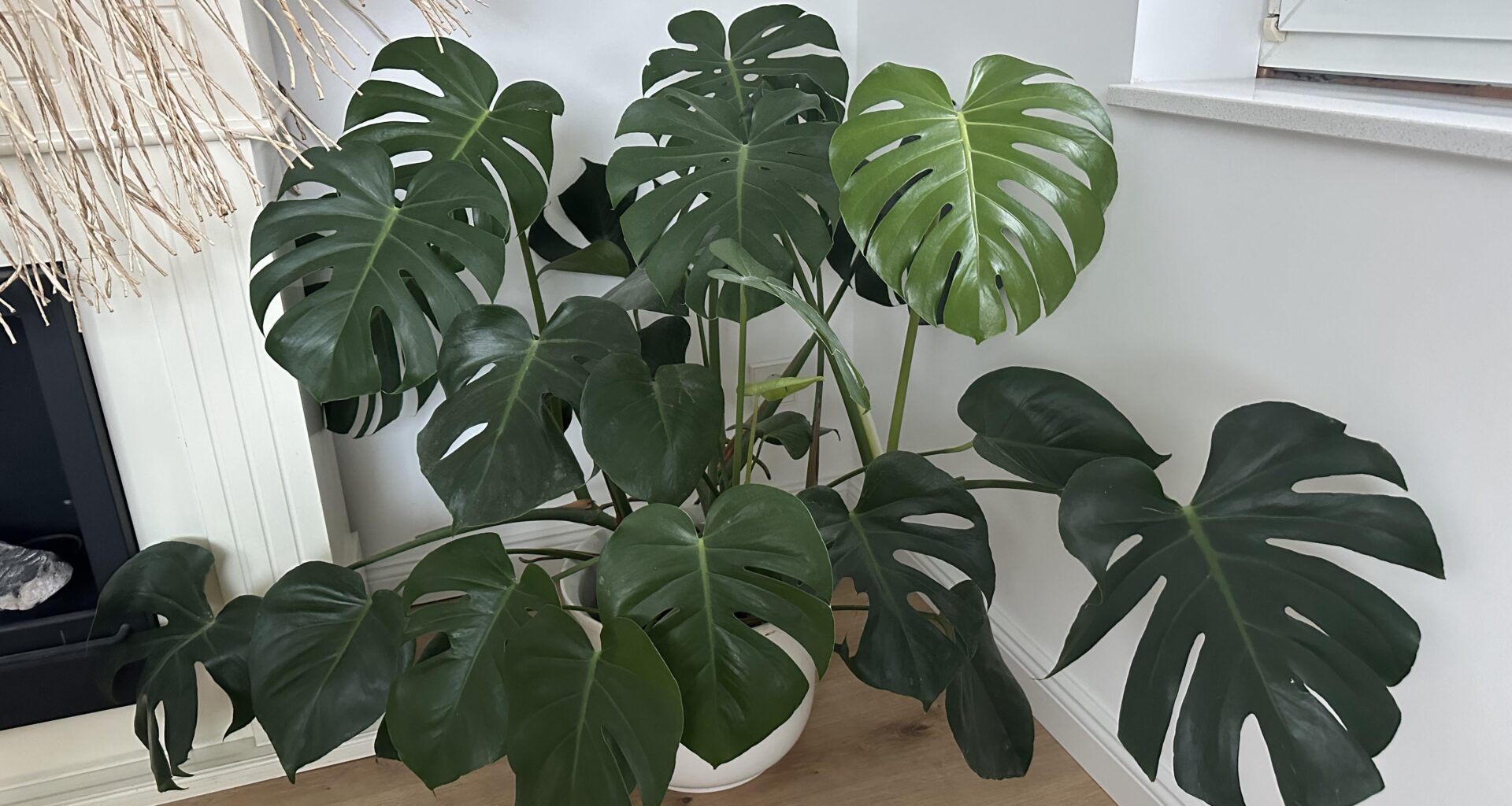 Monstera etwas zum Klettern anbieten?