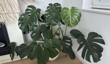 Monstera etwas zum Klettern anbieten?