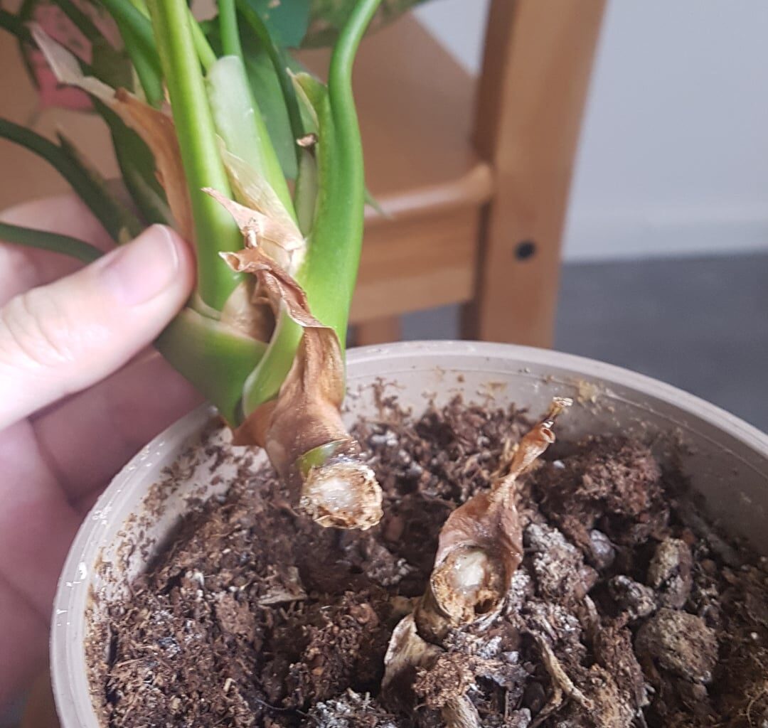 Aglaonema abgebrochen - was tun?