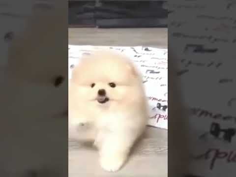 Funny Dogs 07 #shorts #funnydogs