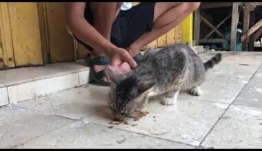 Streuner Katze war so schüchtern, nur nach Essen zu fragen