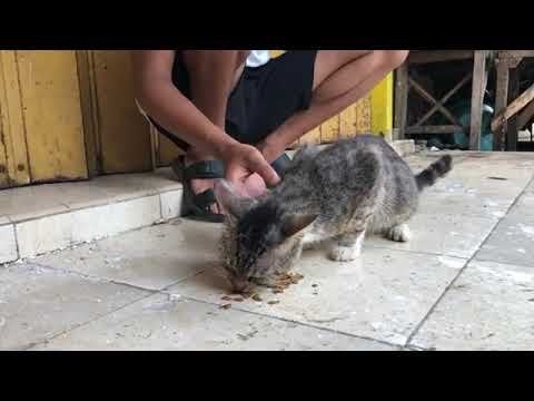 Streuner Katze war so schüchtern, nur nach Essen zu fragen