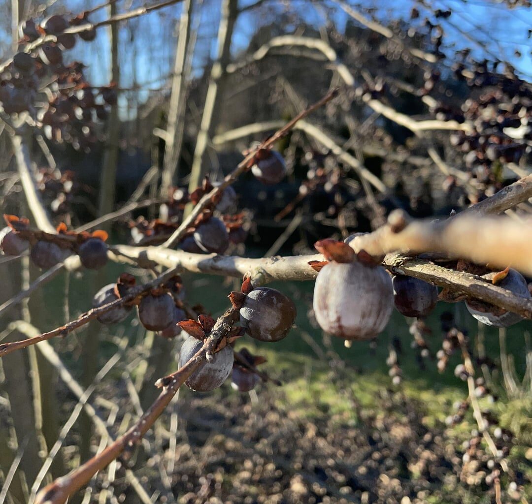 Welcher Baum/Strauch könnte das sein?