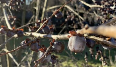 Welcher Baum/Strauch könnte das sein?