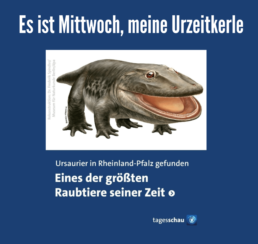 Es ist Mittwoch, meine Urzeitkerle 🐸