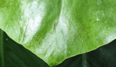 Hilfe-Monstera mit schwarzen Insekten