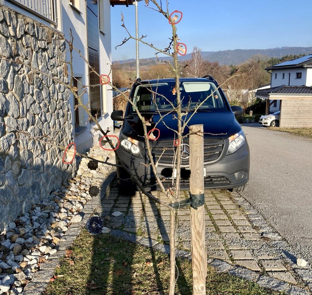 Apfel- und Birnbaumschnitt so richtig?