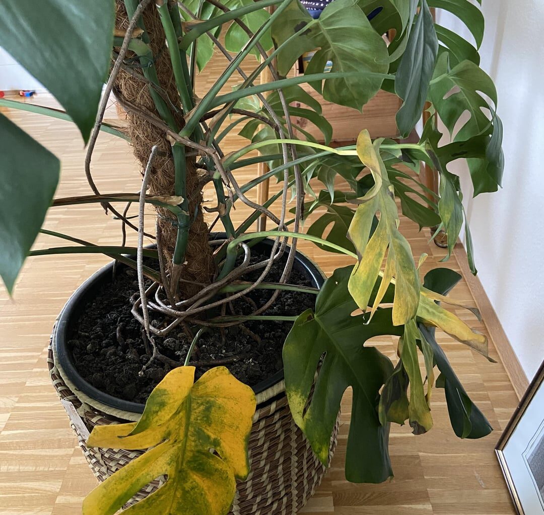 Hilfe - Was fehlt meiner Monstera?