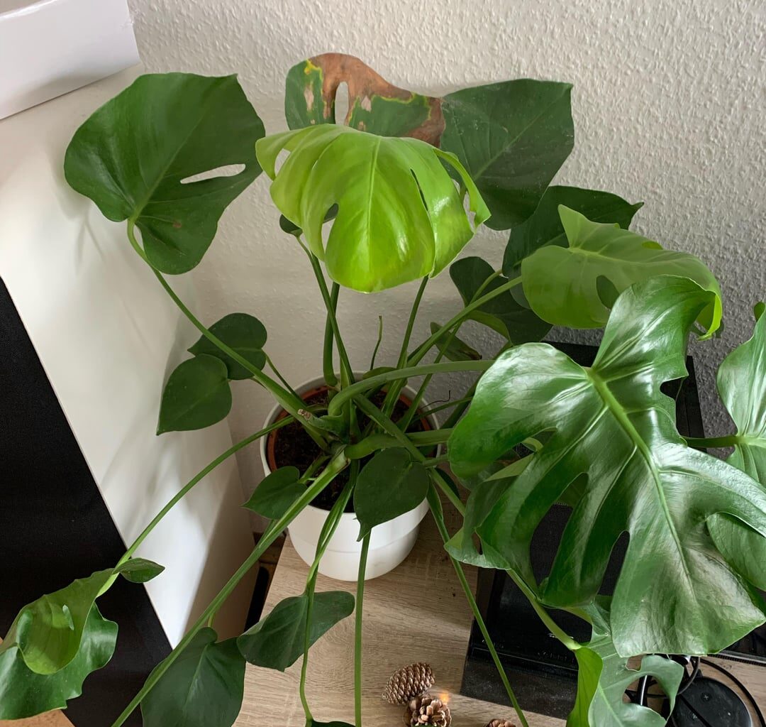 Monstera Pflanze das Blatt - abschneiden?