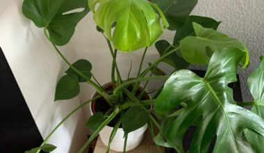 Monstera Pflanze das Blatt - abschneiden?