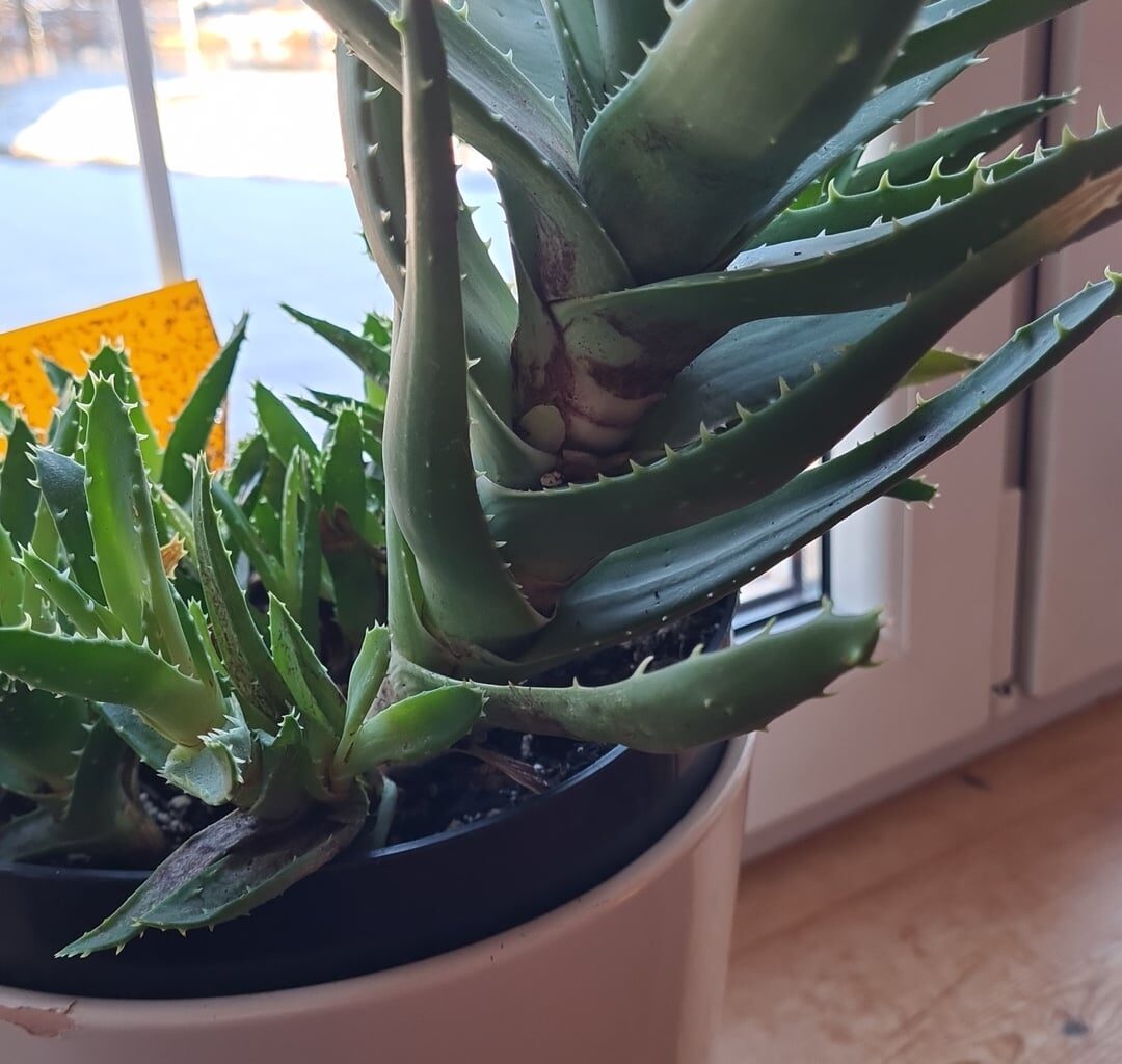 Was passiert mit Aloe Vera ?