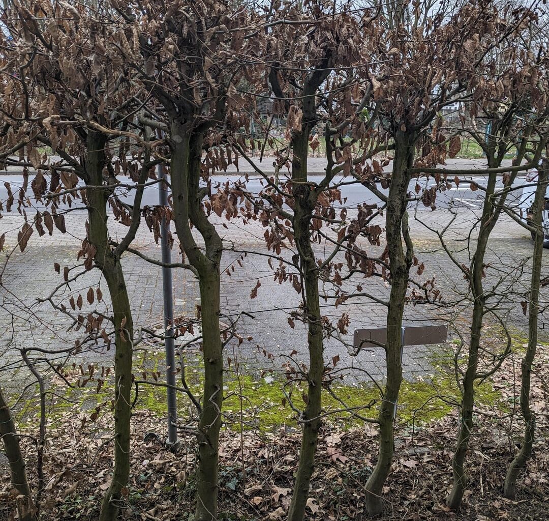 Alte Buchenhecke radikal zurückschneiden/verjüngen?