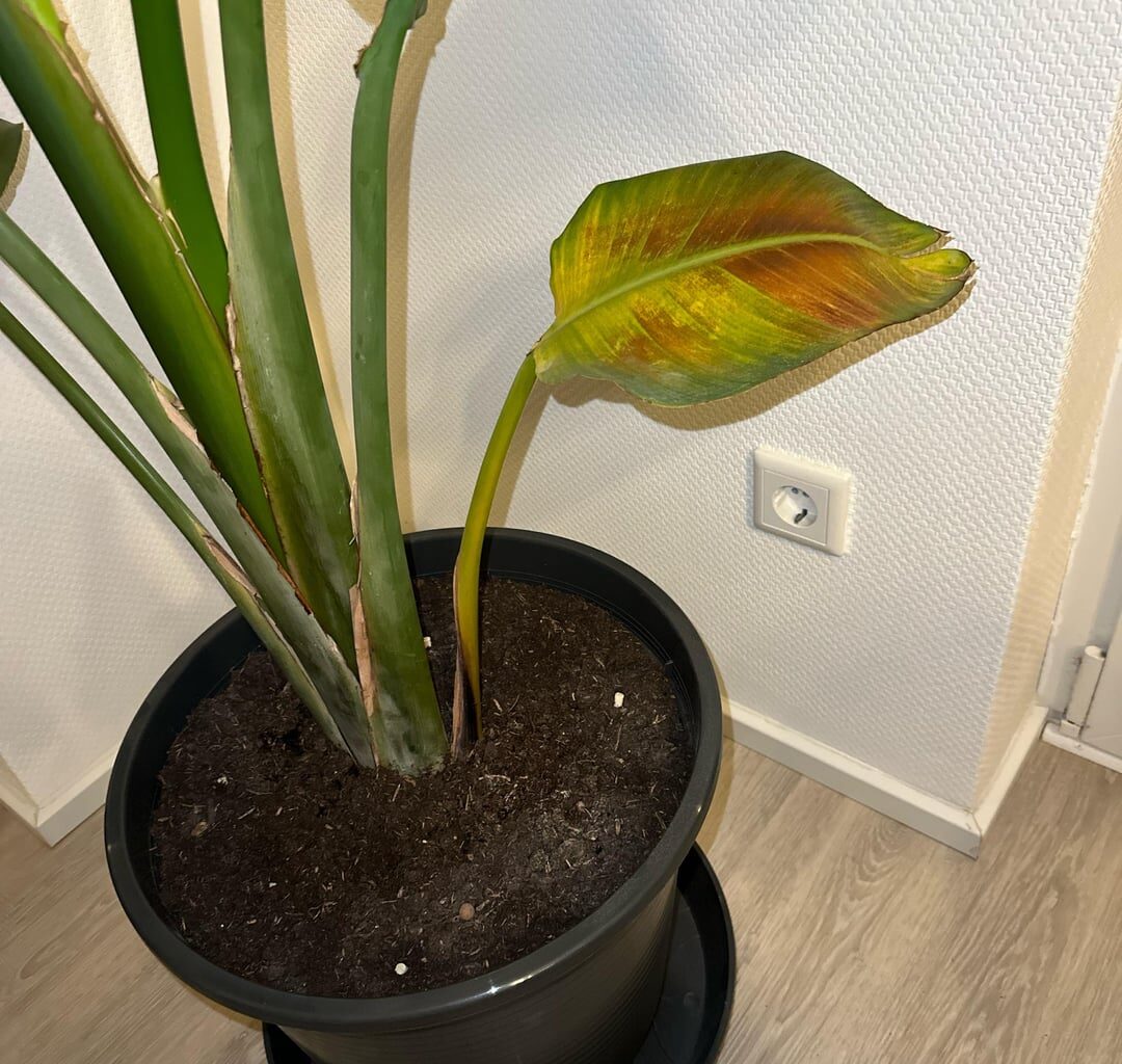 Meine Strelitzia