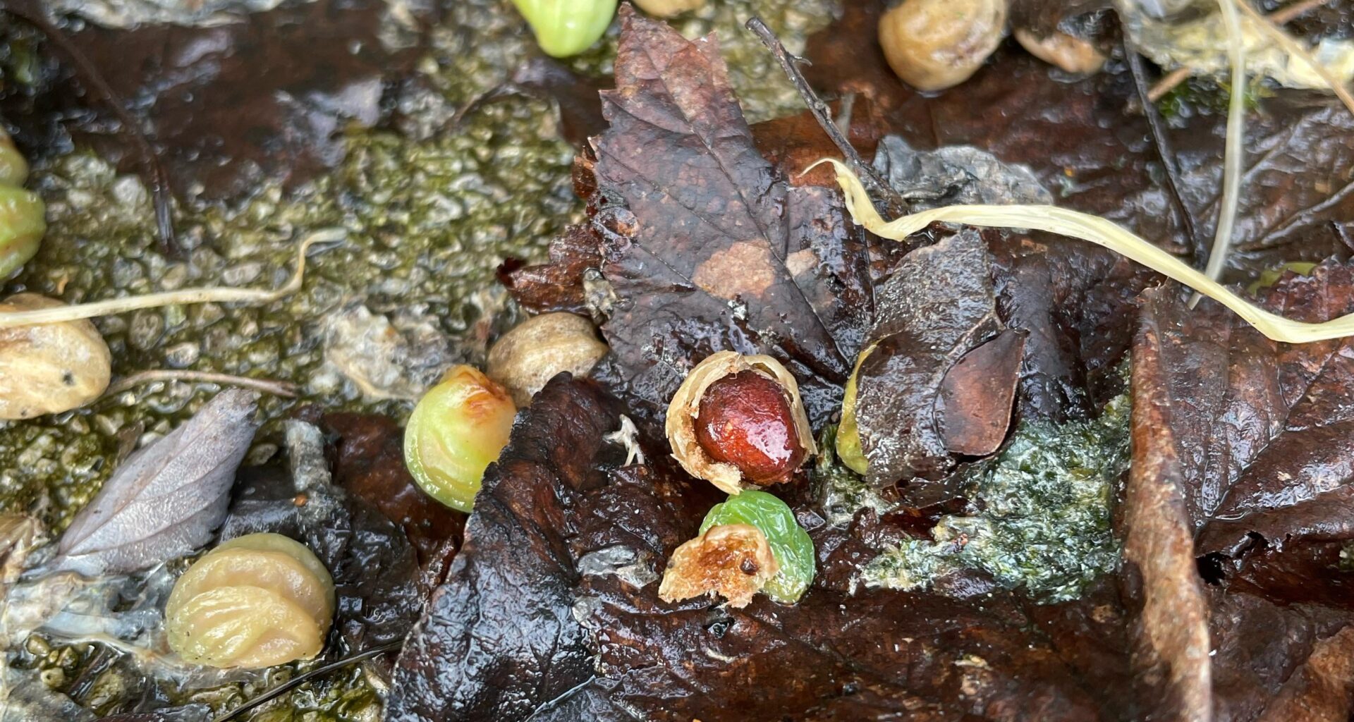 Sind Brunnenkresse-Samen essbar