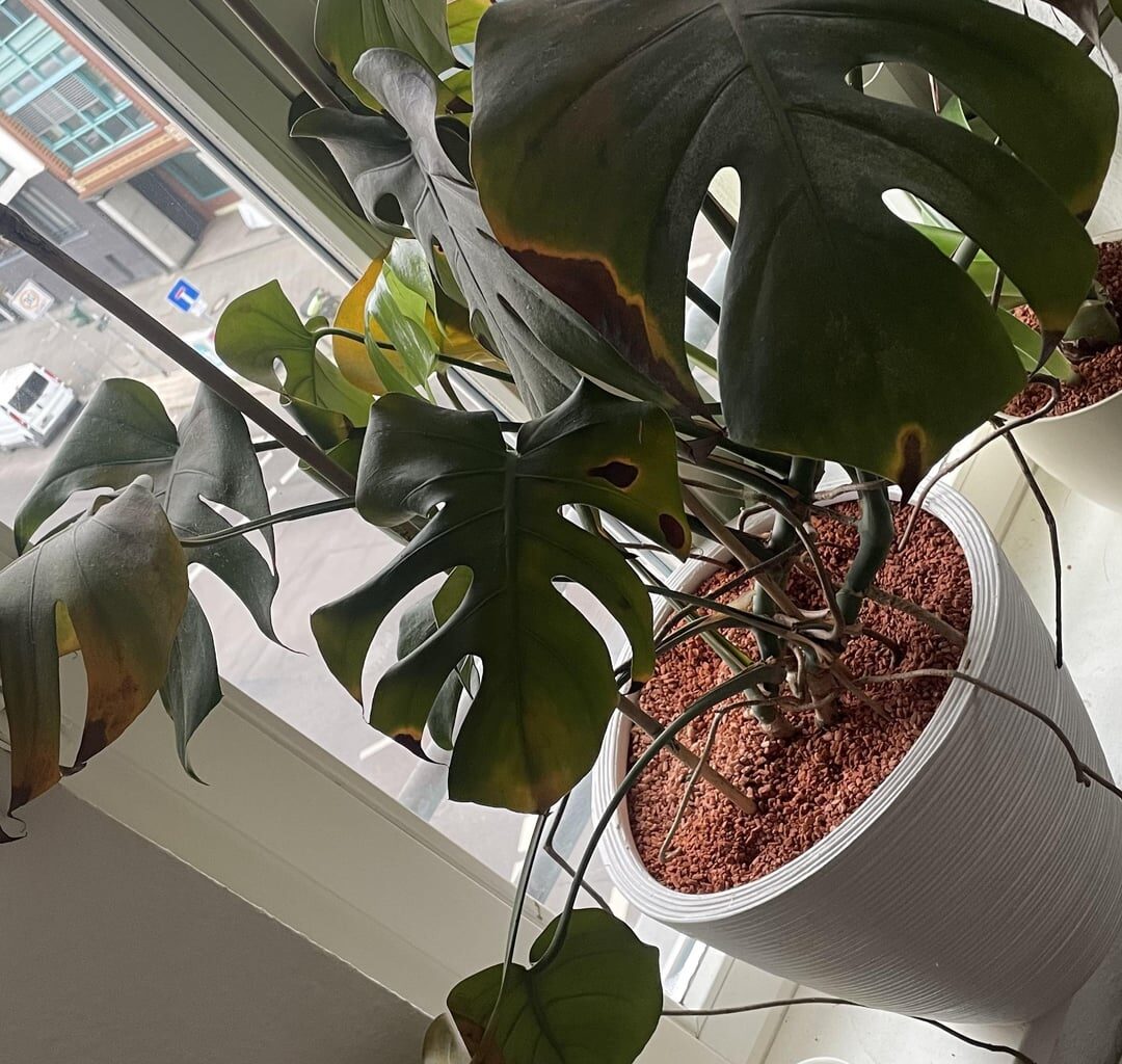 Hilfe, meine Monstera stirbt