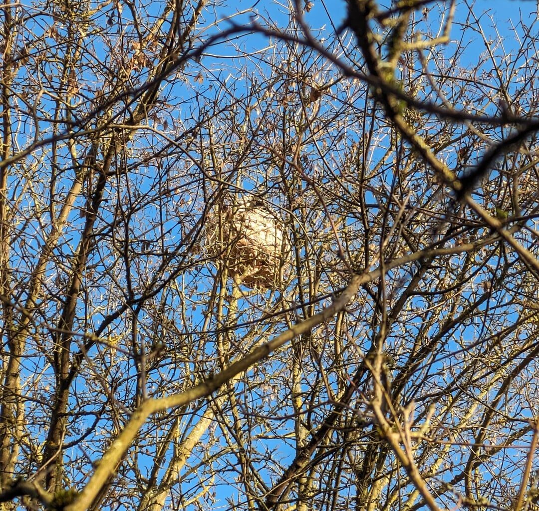 Was lebt in meinem Garten?