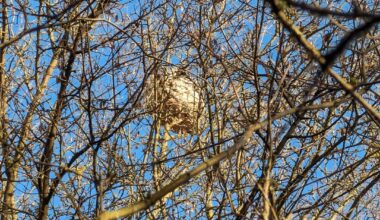 Was lebt in meinem Garten?