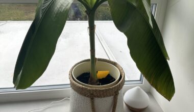 Banane über den Winter bringen