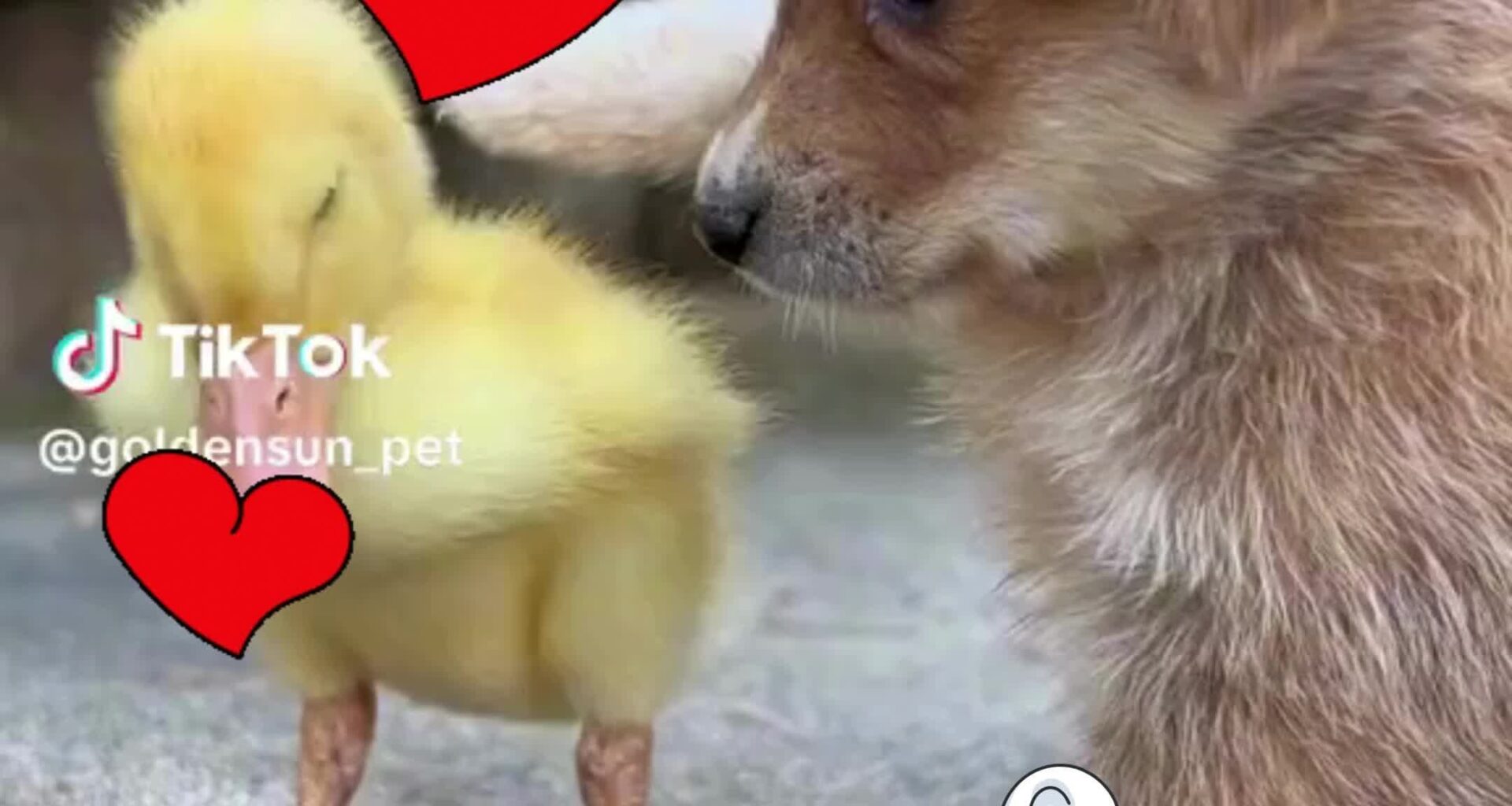 🐶💖 Prepare for Cuteness Overload! 🦆✨ Witness the Heartwarming Moment: A Cute Baby Dog Cuddles with a Baby Duck! 🥺🔥