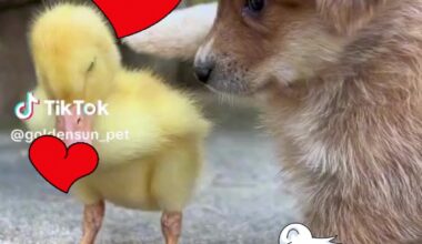 🐶💖 Prepare for Cuteness Overload! 🦆✨ Witness the Heartwarming Moment: A Cute Baby Dog Cuddles with a Baby Duck! 🥺🔥