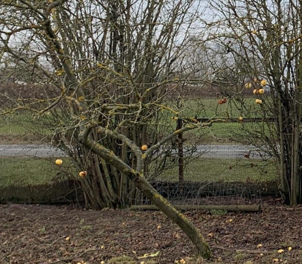 Ratschlag für sehr schiefen Apfelbaum