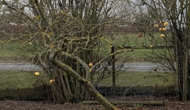 Ratschlag für sehr schiefen Apfelbaum