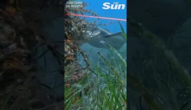 Hero diver rescues Fiddler Ray fish stuck on a fishing hook