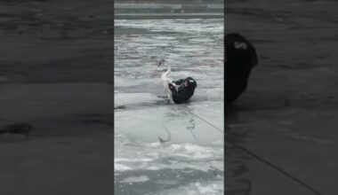 Frozen swan saved from icy river