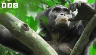 Elusive bonobos in the jungle 🐒 - BBC