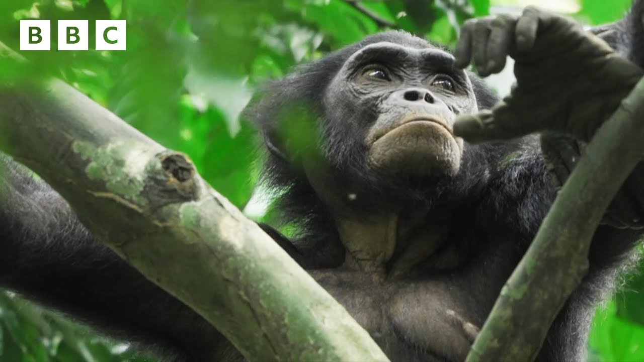 Elusive bonobos in the jungle 🐒 - BBC