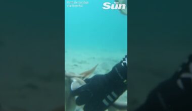 Baby shark rescued from fishing hook by hero diver 🦈