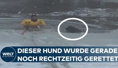 USA: Hund fast erfroren — aus klirrend kaltem See gerettet | Die gute Nachricht