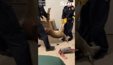 Oh deer! Wild deer crashes through Texas homeowner's kitchen causing chaos