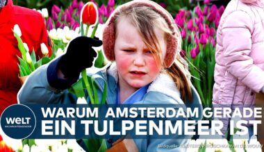 AMSTERDAM: Tulpenfest in voller Blüte! So zelebriert Holland das farbenprächtige Spektakel | WELT