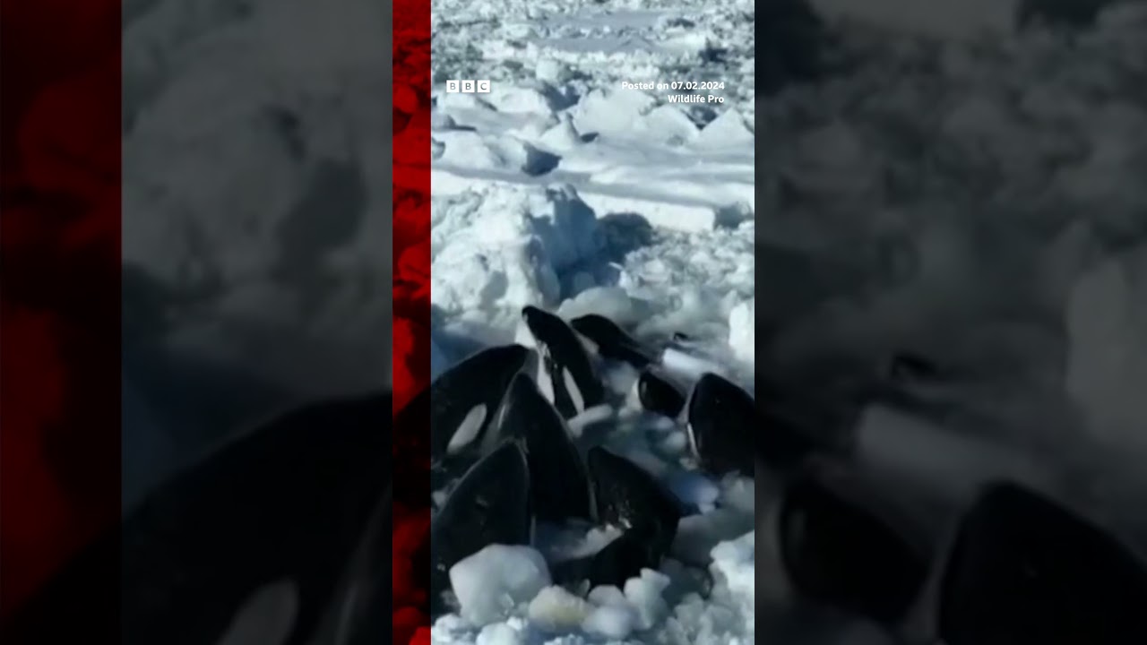 The stranded orcas were spotted by a fisherman earlier this week. #Shorts #Japan #BBCNews