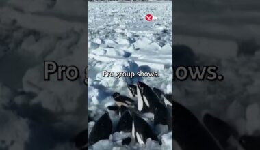 Killer whales struggle as ice traps them #shorts