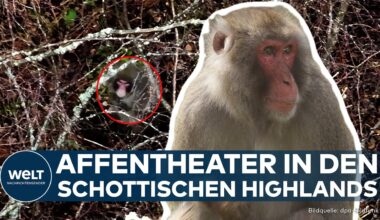 "KINGUISSE-KONG": Affen-Alarm! Japanmakak bringt Chaos in die schottischen Highlands