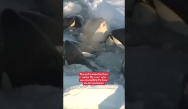 Killer whales trapped in drift ice