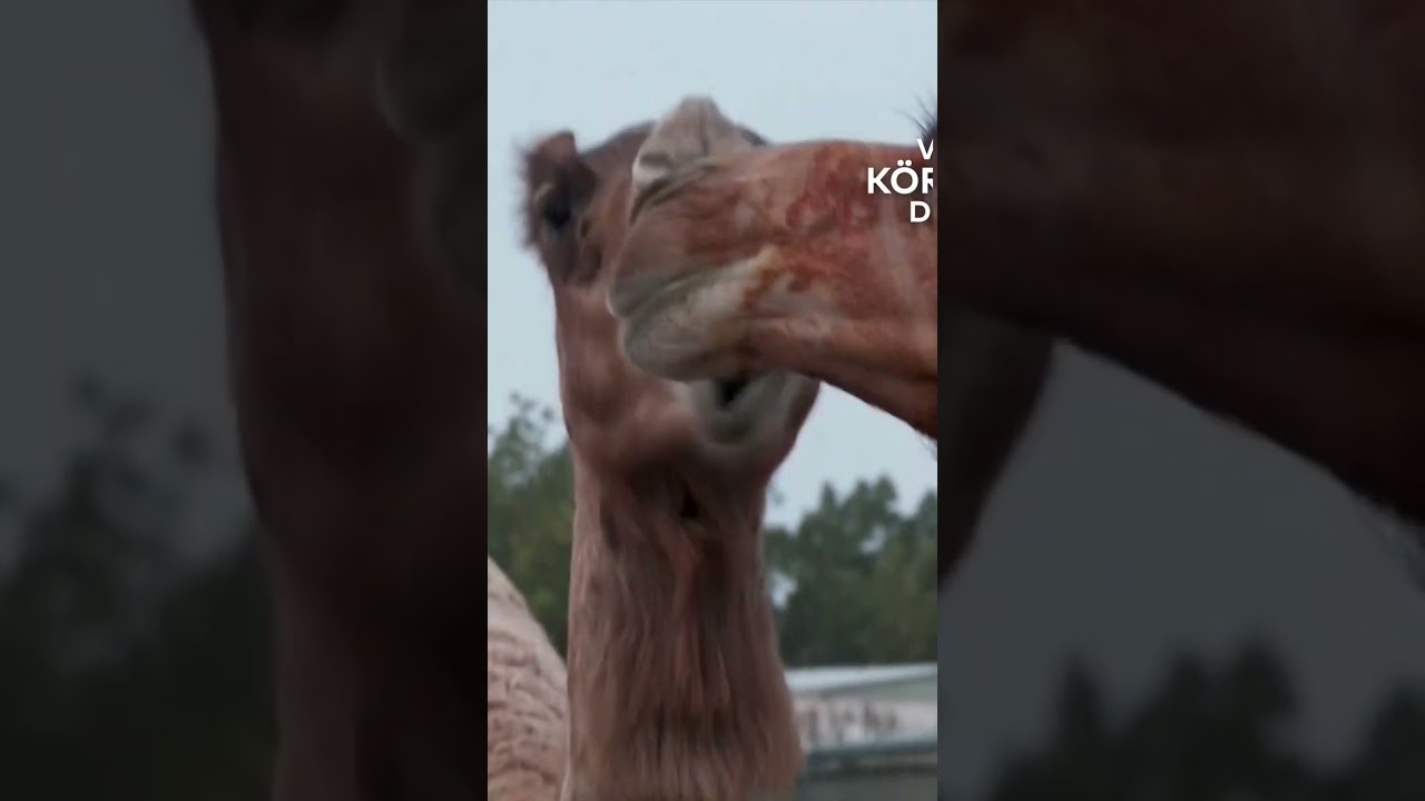 ELEGANZ IN DER WÜSTE: Kopf, Hals, Höcker! Al Dafra Beauty Contest kürt Kamelschönheiten