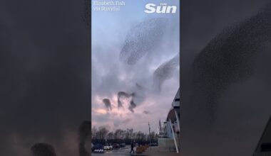 Starlings create stunning spectacle with 'dance' during sunset murmuration