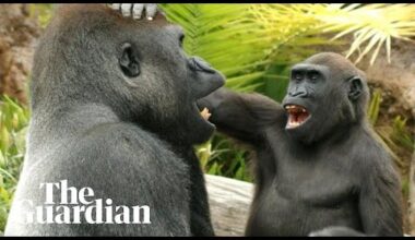 Young great apes tease and annoy their elders in playful behaviour